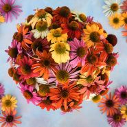 Paradiso Mix Echinacea 