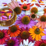 Paradiso Mix Echinacea