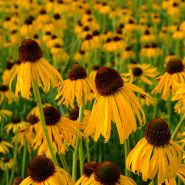 Echinacea - Paradoxa or Ozark Yellow Coneflower growing in garden.