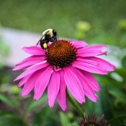Echinacea Purpurea with bee pollinator