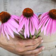 Trio Echinacea Purpurea held by gardener.