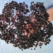 A gardener holding freshly plucked Ranch Elderberry Plant fruit in the gardens at Baker Creek in Mansfield, MO.