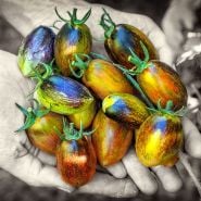 Hands holding a dozen Atomic Grape Tomatoes.