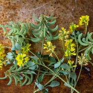 Fenugreek blossoms on brown spotted background.