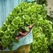 A gardener holding an armful of freshly plucked Bells of Ireland flowers in a greenhouse at Baker Creek.