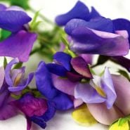 A close-up detail of several Blue Reflections Sweet Pea flowers.