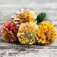 Four Peppermint Sticks Zinnias on a rustic wood table.