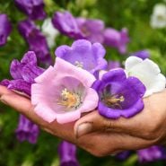 Handful of dew topped Canterbury Bell blooms.