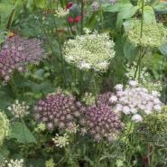 Flowers from Dara Flowering Carrot growing in garden