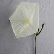 Large Moonflower Morning Glory bloom.