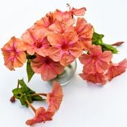 Salmon Sunset Four O'Clock flowers in a glass vase surrounded by blooms on a white background.