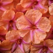Close-up view of  Salmon Sunset Four O'Clock flowers covered in morning dew.