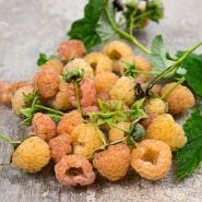 Fall Gold Raspberries reclining on a wooden background.