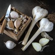 Elephant Garlic bulbs and cloves on dark brown background.