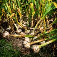 Recently harvested Elephant Garlic bulbs at the Baker Creek farm in Mansfield, Missouri.