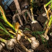 Digging up a healthy harvest of Elephant Garlic cloves at the farm at Baker Creek.