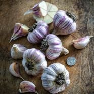 An array of Persian Star Garlic bulbs and cloves on wood with a buffalo nickel to show size.