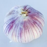 A close-up macro view of a single Vietnamese Purple Garlic bulb in a white background. 