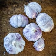 Vietnamese Purple Garlic bulbs and cloves on a wooden background.