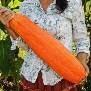 Gardener holding a Gete Okosomin or Kentucky Winter Squash in the garden at Laura Ingalls Wilder homestead.