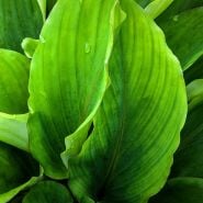 A mature Black Ginger PLant growing in a greenhouse at Baker Creek.