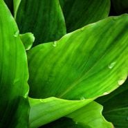 Close-up of luscious leaves on a Black Ginger Plant.