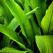 A close-up view of deep green Mango Ginger Plants in the greenhouses at the Baker Creek Seymour location.