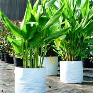 Mature Mango Ginger Plants growing in the greenhouses at Baker Creek's Seymour , Missouri, site.