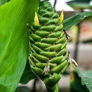Red Pinecone Ginger Plant in a green maturity state growing in the greenhouse.