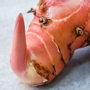 Close-up Macro shot of freshly harvested Thai Galangal (Alpinia galanga) ginger on a light background.