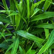 A mature Thai Ginger PLant growing in the greenhouse at Baker Creek.