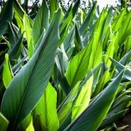 Edible Root Ginger Plants growing in the greenhouses at Baker Creek in Missouri.