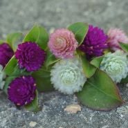 Globosa Mixed Gomphrena