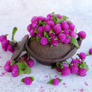 Buddy Purple Gomphrena arranged in a cast iron Japanese teapot on a light background.