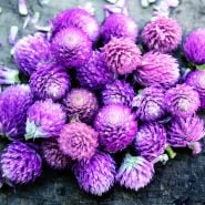 A close-up macro view of Lavender Lady Gomphrena blooms on weathered wooden background.
