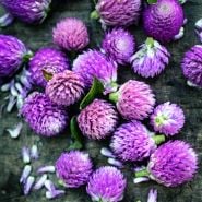 Lavender Lady Gomphrena scattered with tiny petals on a rustic wood background.