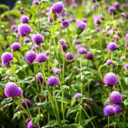 Lavender Lady Gomphrena backlit by the diffuse morning light in the trial gardens at Baker Creek.