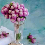 Atomic Purple Gomphrena bouquet with a sky blue background.