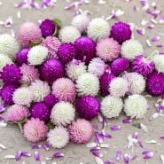 Globosa Mixed Gomphrena loose bouquet on wooden background