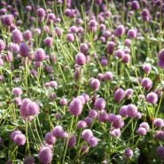 Salmon Pastel Gomphrena flowers bloom profusely in the Baker Creek gardens.