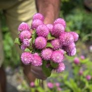 Hand holding freshly picked Salmon Pastel Gomphrena flowers in the Baker creek garden.