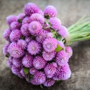 A posy of Salmon Pastel Gomphrena flowers on wooden background.