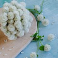 A posy of Snow White Gomphrena reclines on a wooden background.