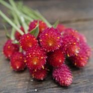 Strawberry Fields Gomphrena bouquet close up on wooden background