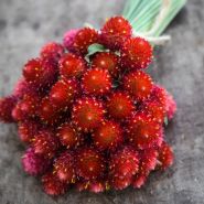 Strawberry Fields Gomphrena tied bouquet close up on wooden background