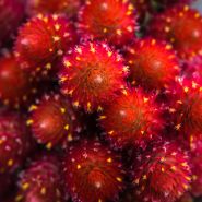 Strawberry Fields Gomphrena tied bouquet close up.