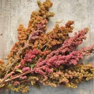 Brightest Brilliant Quinoa spread out on a table.
