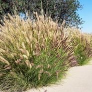 Several large clusters of mature fully grown Fountain Grass by a sidewalk. Adobe Stock.