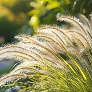 A close-up of backlit Fountain Grass growing outside in a garden with bokeh lighting in the background. Adobe Stock.