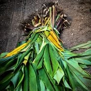 Freshly harvested Edible Root Ginger Plants bundled together in a greenhouse.